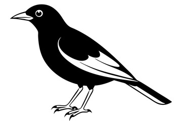 Common Myna icon silhouette vector illustration
