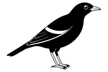 Common Myna icon silhouette vector illustration