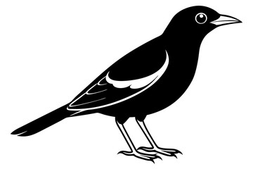 Common Myna icon silhouette vector illustration