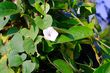 Macro Of White Ipomoea Obscura Flowers amidst foliage. Textured Details of beautiful and exotic Plants in the wild. Graphic Resources. Botanical Photography. Blooming Flowers. Blossom, Flora, Botany.