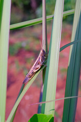 Photograph of brown grasshopper perched on reeds plant. Background of beautiful and exotic animals in the wild. Animal Wildlife. Animal Macros. Animal Photography. Macro Photography Concept