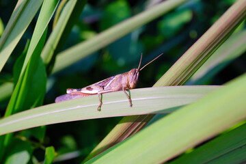 Photograph of brown grasshopper perched on reeds plant. Background of beautiful and exotic animals in the wild. Animal Wildlife. Animal Macros. Animal Photography. Macro Photography Concept