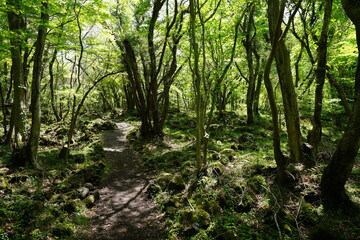 spring forest footpath in the gleaming sunlight