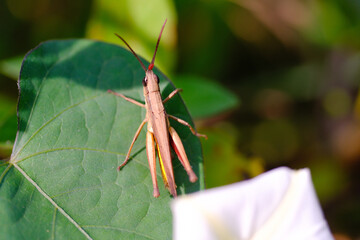 Photograph of brown grasshopper perched near Ipomoea Obscura Flowers. Background of beautiful and exotic animals in the wild. Animal Wildlife. Animal Macros. Animal Photography. Macro Photography