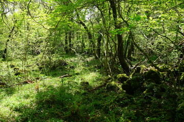 dense spring forest with mossy rocks and trees