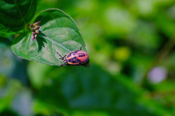 Photograph of Perillus Bioculatus type bed bug on a leaf. Background of beautiful and exotic...