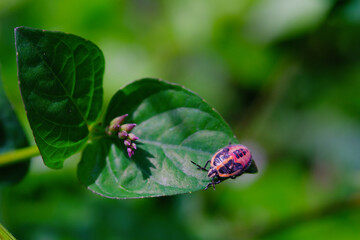 Photograph of Perillus Bioculatus type bed bug on a leaf. Background of beautiful and exotic animals in the wild. Animal Wildlife. Animal Macros. Fauna Photography. Macro Concept