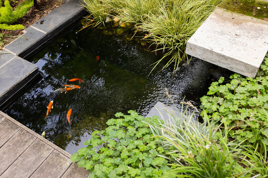 Koi fish swimming in backyard pond surrounded by lush greenery and plants, copy space