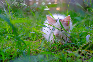 Cute White Kitten sneaking from behind the grass. Pets are playing in the yard. Animal Pets. Fauna...