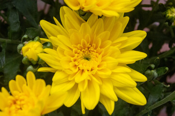 Una flor amarilla ilumina la escena con su belleza.
