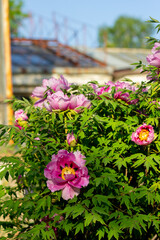 Pink purple peonies growing in the botanic garden. Summer and spring flowers close up photo with copy space