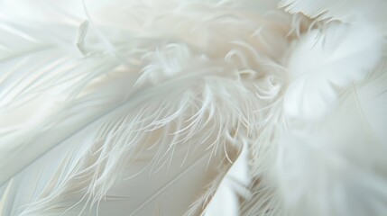 Obraz premium Detailed close-up of delicate white feathers, showcasing their soft and intricate texture, perfect for nature and abstract themes.