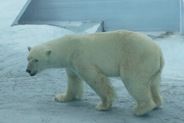 Polar Bear in Arctic Environment - Wildlife Photography of Majestic Animal in Snowy Habitat