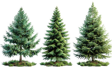 Fototapeta premium Set of pine tree isolated on a transparent background for web banner, wallpaper