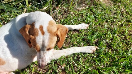 beagle dog lying on the green grass in the garden.