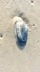 Close up of a marisco on the beach with sand and water background