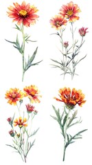 Set of Gaillardia Flower Watercolor Illustration on White Background