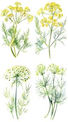 Set of Fennel Foeniculum Vulgare Flower Watercolor Illustration on White Background