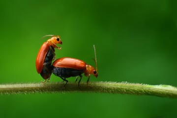 Two red beetles mating on a green stem.