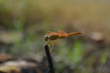 A close-up of a dragonfly perched on a twig.