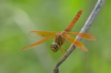 Close-up of a Dragonfly Resting on a Twig.