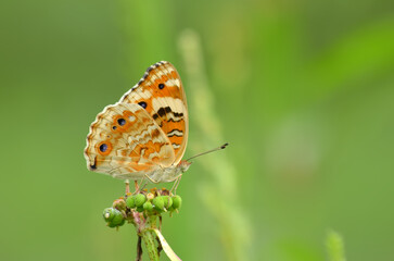 Colorful Butterfly on a Green Stem.