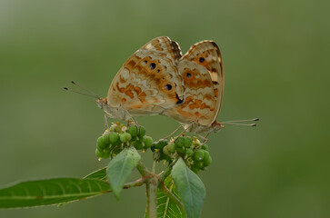 Fototapeta premium Two Brown Butterflies on a Green Plant.