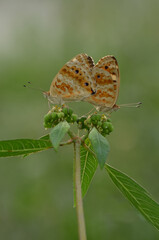 Two butterflies on a green plant.