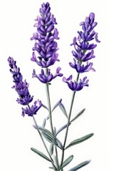 Naklejka premium an ai generated image, bouquet of fresh irises is isolated