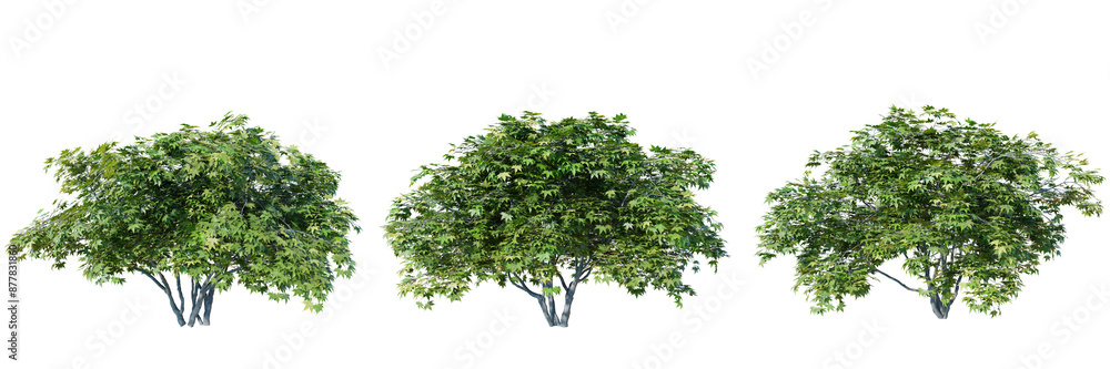 Aufkleber acer palmatum tree isolate transparent background.3d rendering