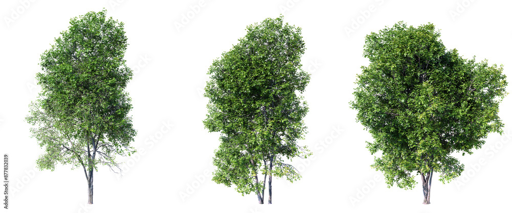 Poster ash tree tree on transparent background.3d rendering