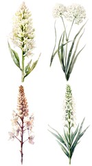 Aruncus dioicus flower In Watercolor Style Illustration