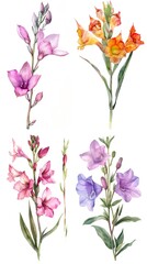 Watercolor Sinningia speciosa flower On White Background