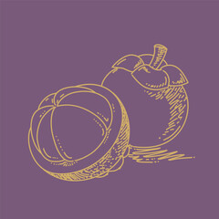 Mangosteen peeled, Sketch hand drawn