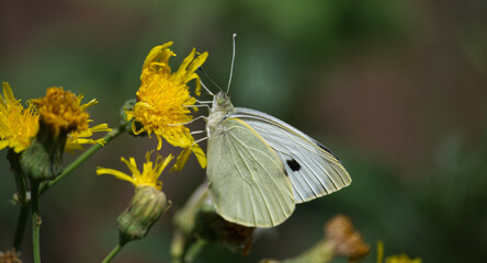 Closeup of large white butterfly on yellow flowers, also known as cabbage butterfly or cabbage white