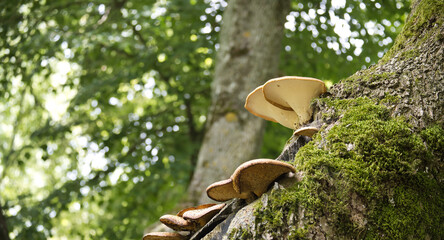 Mushrooms growing on a moss-covered tree trunk in a lush, green forest