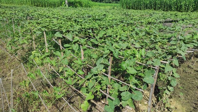 pointed gourd plant, pointed gourd, pointed gourd tree in india,