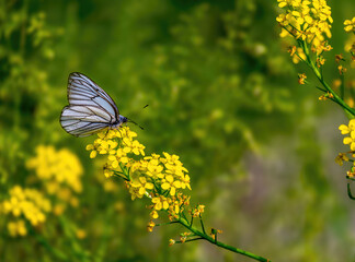 A white butterfly on a flower in a field on a summer day in close-up.