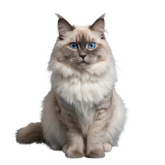 Fototapeta premium Ragdoll cat with long fur and blue eyes sitting and looking forward. Studio pet portrait isolated on transparent background. Feline and animal concept for design and print.
