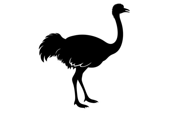 recommend clip art: Ostrich silhouette vector, ostrich emu bird vector illustration
                    