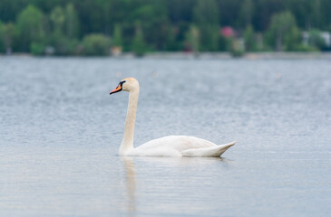 Obraz premium Graceful white Swan swimming in the lake, swans in the wild. Portrait of a white swan swimming on a lake.