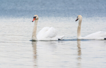 Mating games of a pair of white swans. Swans swimming on the water in nature. Valentine's Day background