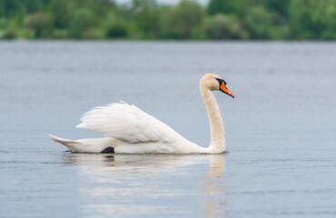 Graceful white Swan swimming in the lake, swans in the wild. Portrait of a white swan swimming on a lake.