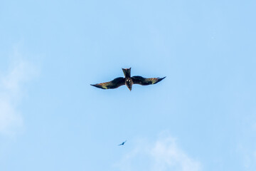 The bird of prey Black Kite flying in blue Sky