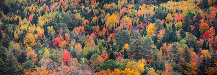 Canopy of Autumn trees on the hill in Rural Vermont