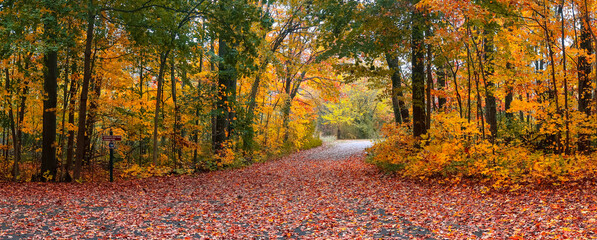 Panoramic view of Maybury state park with colorful Maple trees in Novi, Michigan.