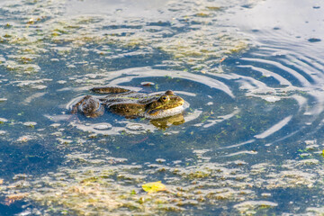 A large green frog sits in the marsh.