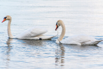 Two Graceful white Swans swimming in the lake, swans in the wild