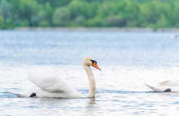 Graceful white Swan swimming in the lake, swans in the wild. Portrait of a white swan swimming on a lake.