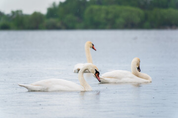 Three graceful white swans swims in the lake, swans in the wild.